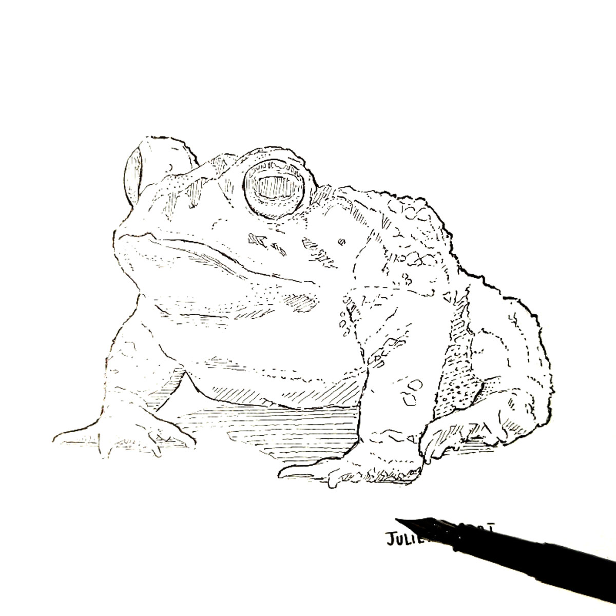 Crapaud